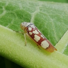 Pseudometopia amblardii