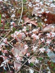 Sedum arenarium