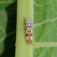Pseudometopia amblardii
