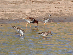 Calidris pugnax