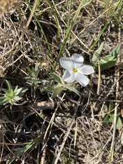 Phlox alyssifolia