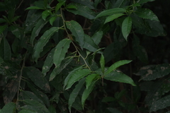 Cestrum laevigatum