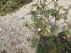 Mimosa pellita