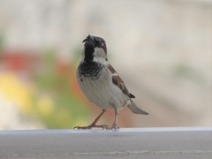 Passer domesticus