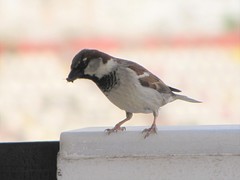 Passer domesticus