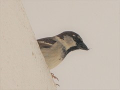 Passer domesticus