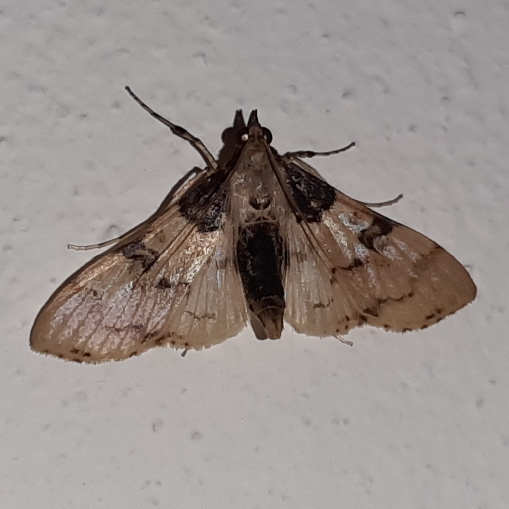 Azochis rufidiscalis