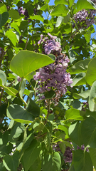 Syringa vulgaris