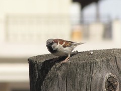 Passer domesticus