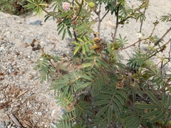 Mimosa pellita