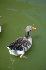 Anser anser domesticus