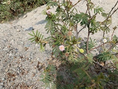 Mimosa pellita