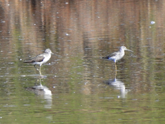 Tringa nebularia