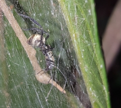 Myrmecotypus rettenmeyeri