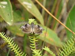 Chiomara basigutta