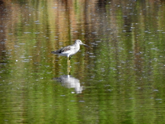 Tringa nebularia