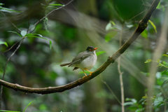 Catharus mexicanus