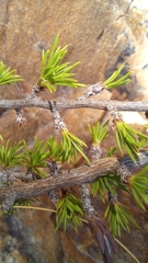 Cliffortia tuberculata