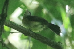 Myiobius sulphureipygius