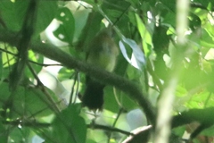 Myiobius sulphureipygius