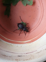 Carabus lusitanicus