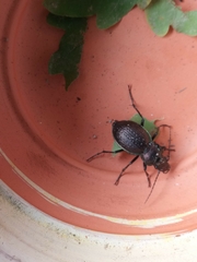 Carabus lusitanicus