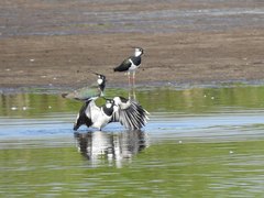 Vanellus vanellus