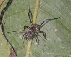 Myrmecotypus rettenmeyeri