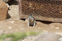 Ammospermophilus interpres