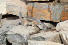 Ammospermophilus interpres