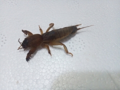 Neocurtilla