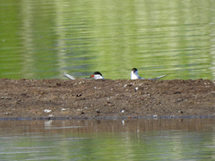 Sterna hirundo