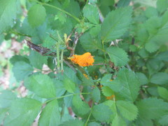 Phragmidium rosae-multiflorae