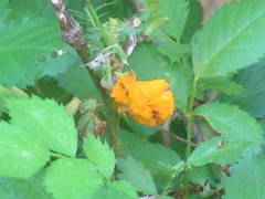 Phragmidium rosae-multiflorae