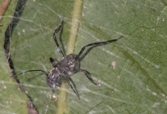 Myrmecotypus rettenmeyeri