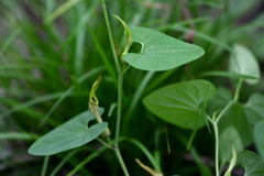 Aristolochia pallida