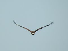 Haliaeetus albicilla