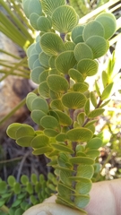 Cliffortia pulchella