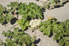 Glehnia littoralis leiocarpa