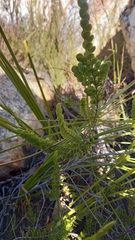 Cliffortia pulchella