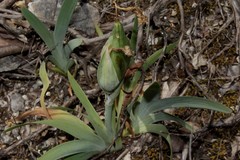 Iris suaveolens