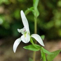 Triphora trianthophoros