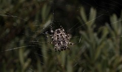 Araneus circe
