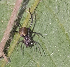 Myrmecotypus rettenmeyeri