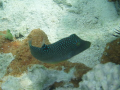 Canthigaster