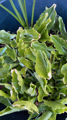 Zantedeschia aethiopica