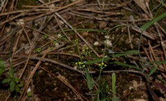 Bupleurum trichopodum