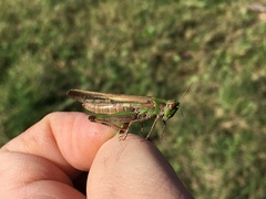 Aiolopus thalassinus