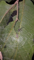 Myrmecotypus rettenmeyeri