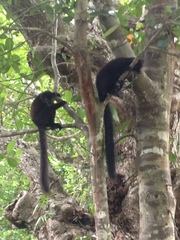 Eulemur macaco